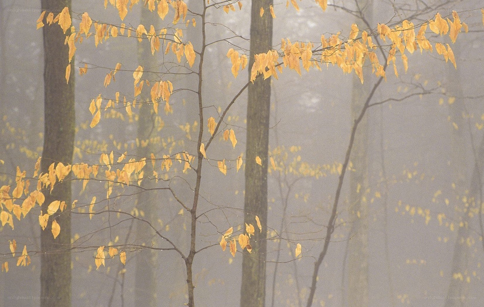 Foggy forest with yellow leaves