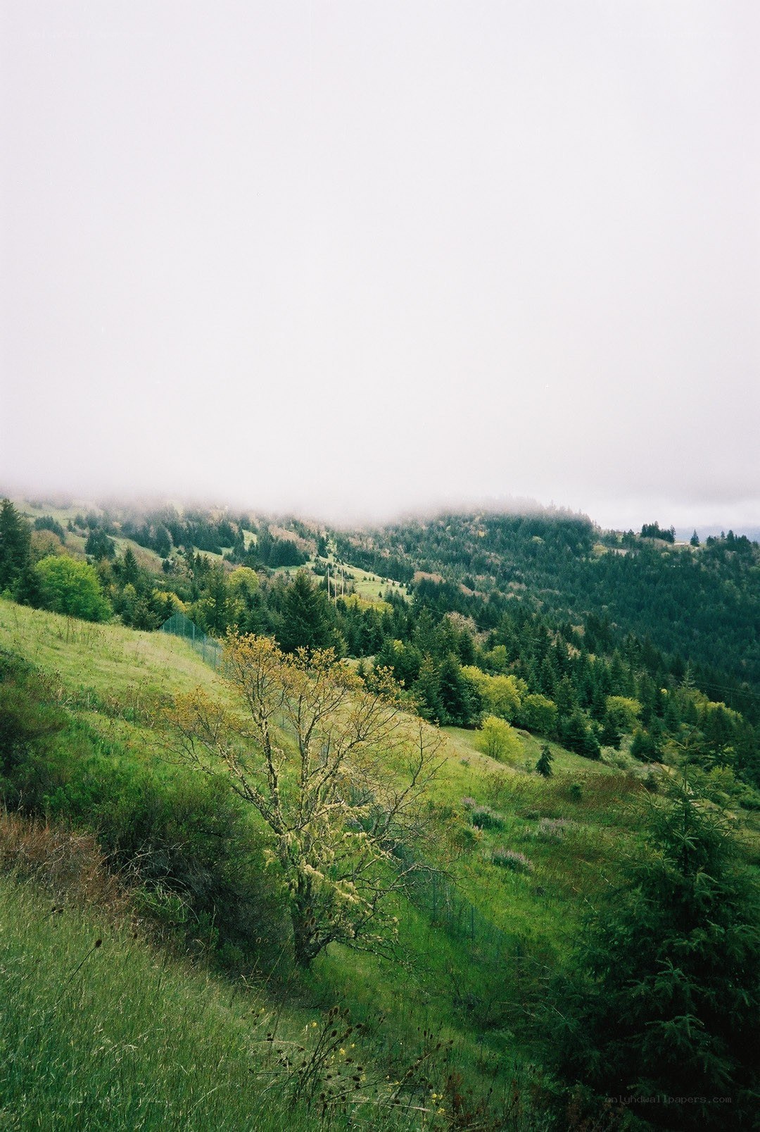 Foggy forested hills