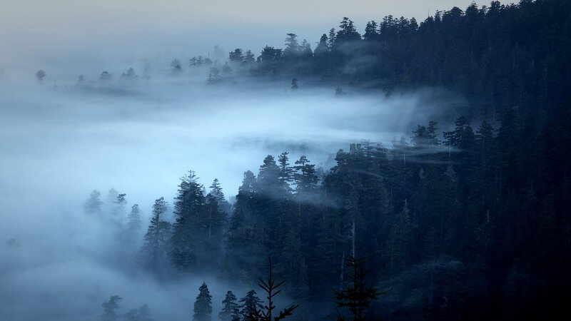 Foggy Forested Hills — Blue, Serene