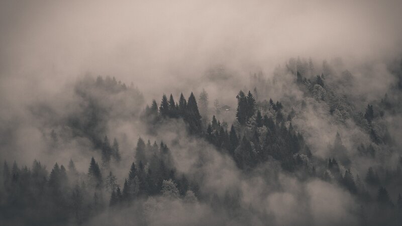 Foggy Forested Hills — Gray