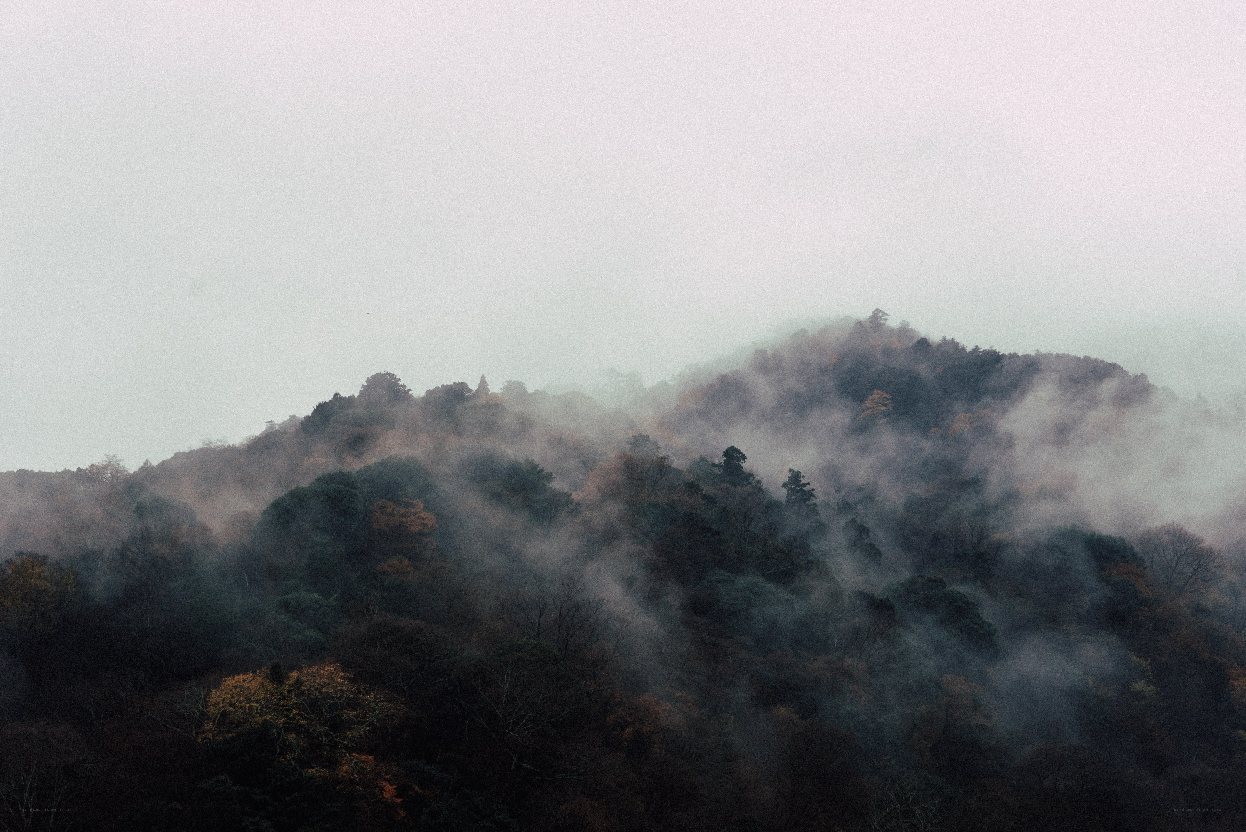 Foggy forested hills