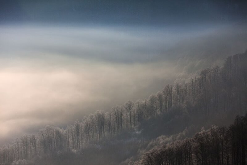 Foggy Forested Hillside — Gray