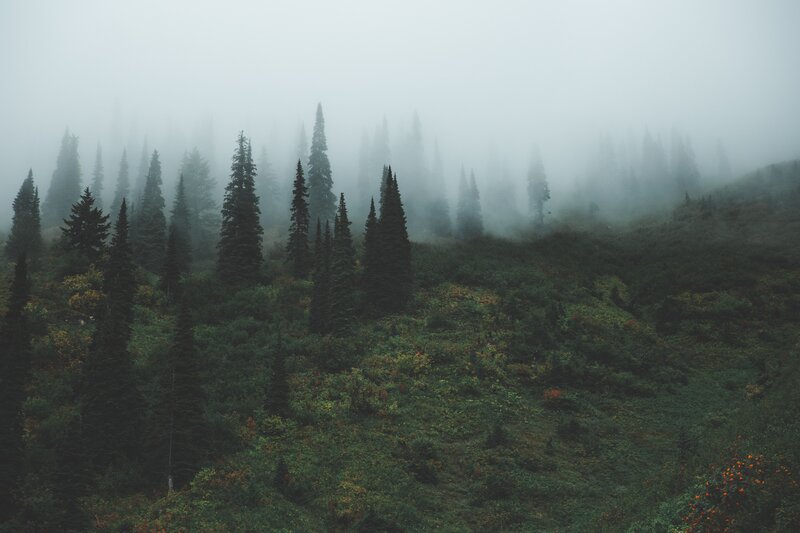 Foggy Forested Hillside — Green, Misty