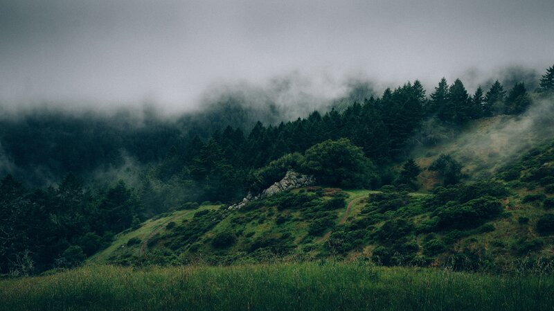 Foggy Forested Hillside — Green