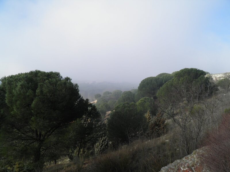Foggy forested hillside