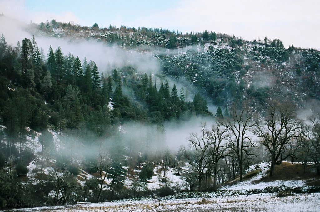 Foggy forested hillside with snow