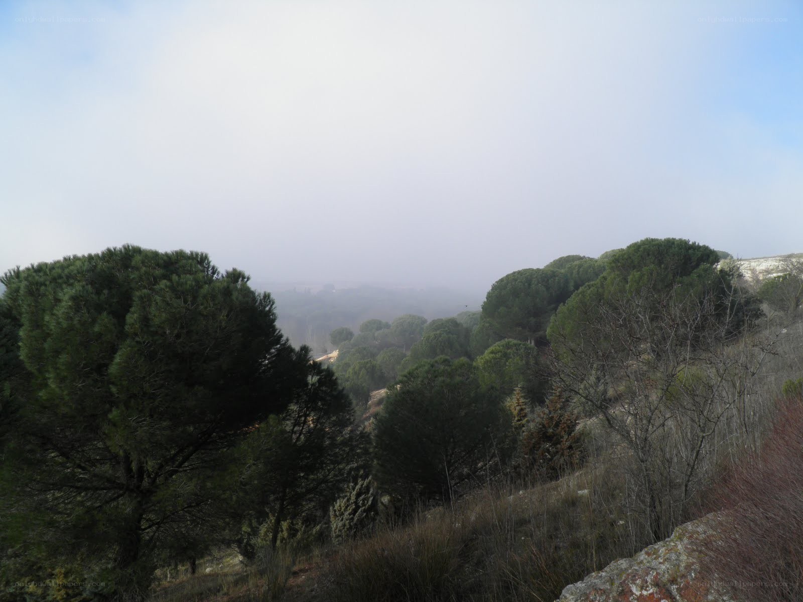 Foggy forested hillside