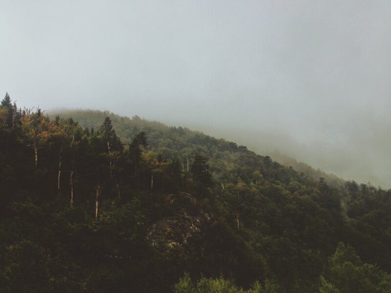 Foggy Forested Mountain — Green, Misty