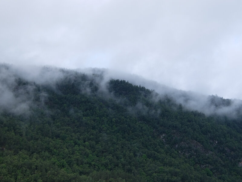 Foggy forested mountain slope