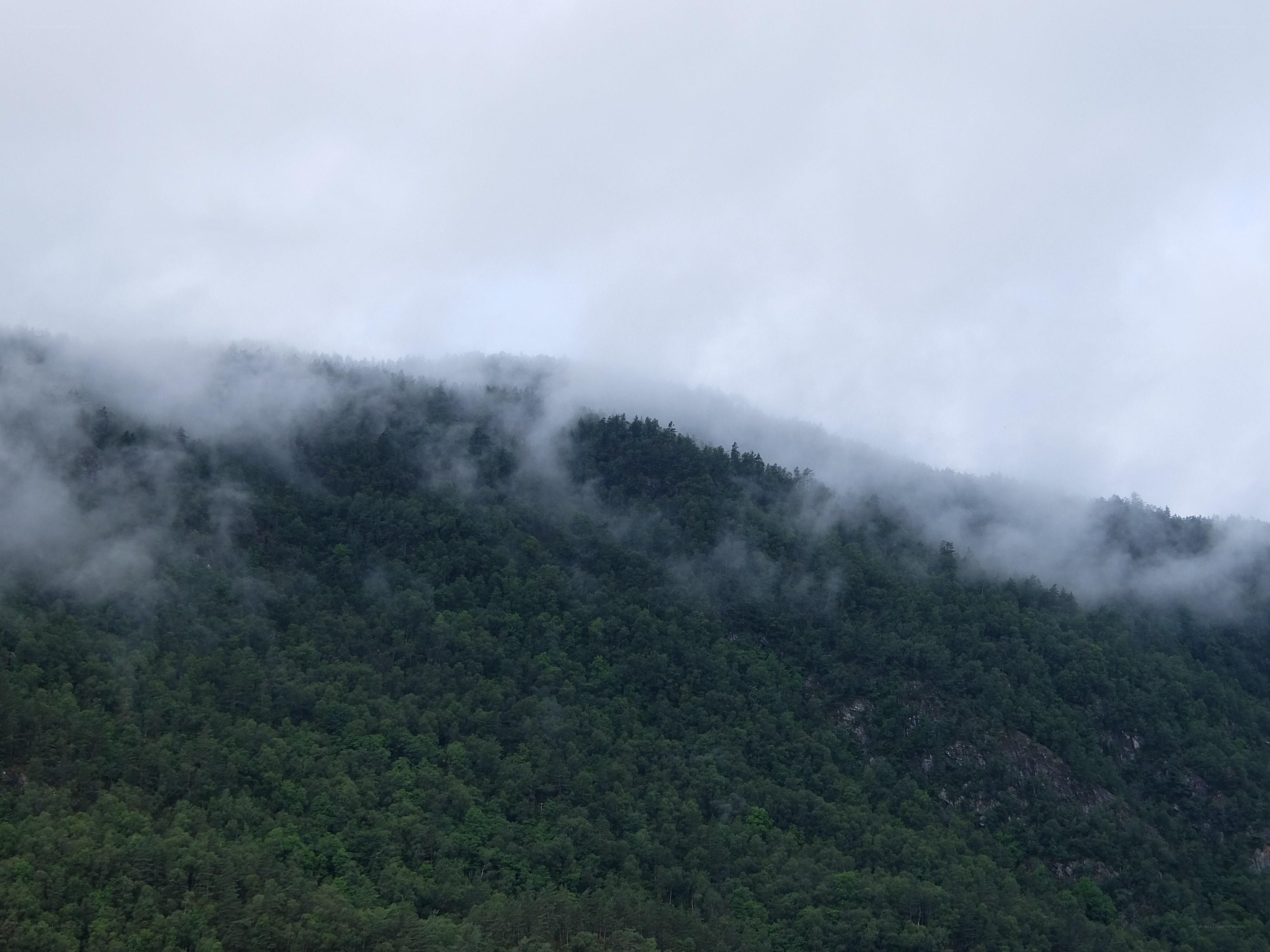 Foggy forested mountain slope
