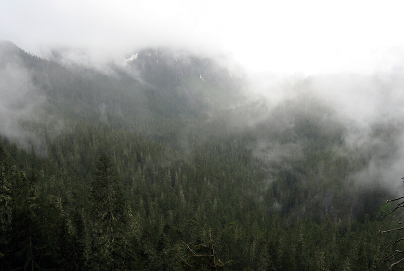 foggy forested mountain