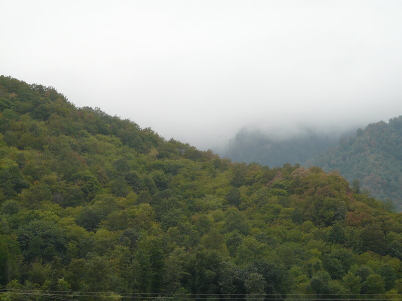 foggy forested mountains