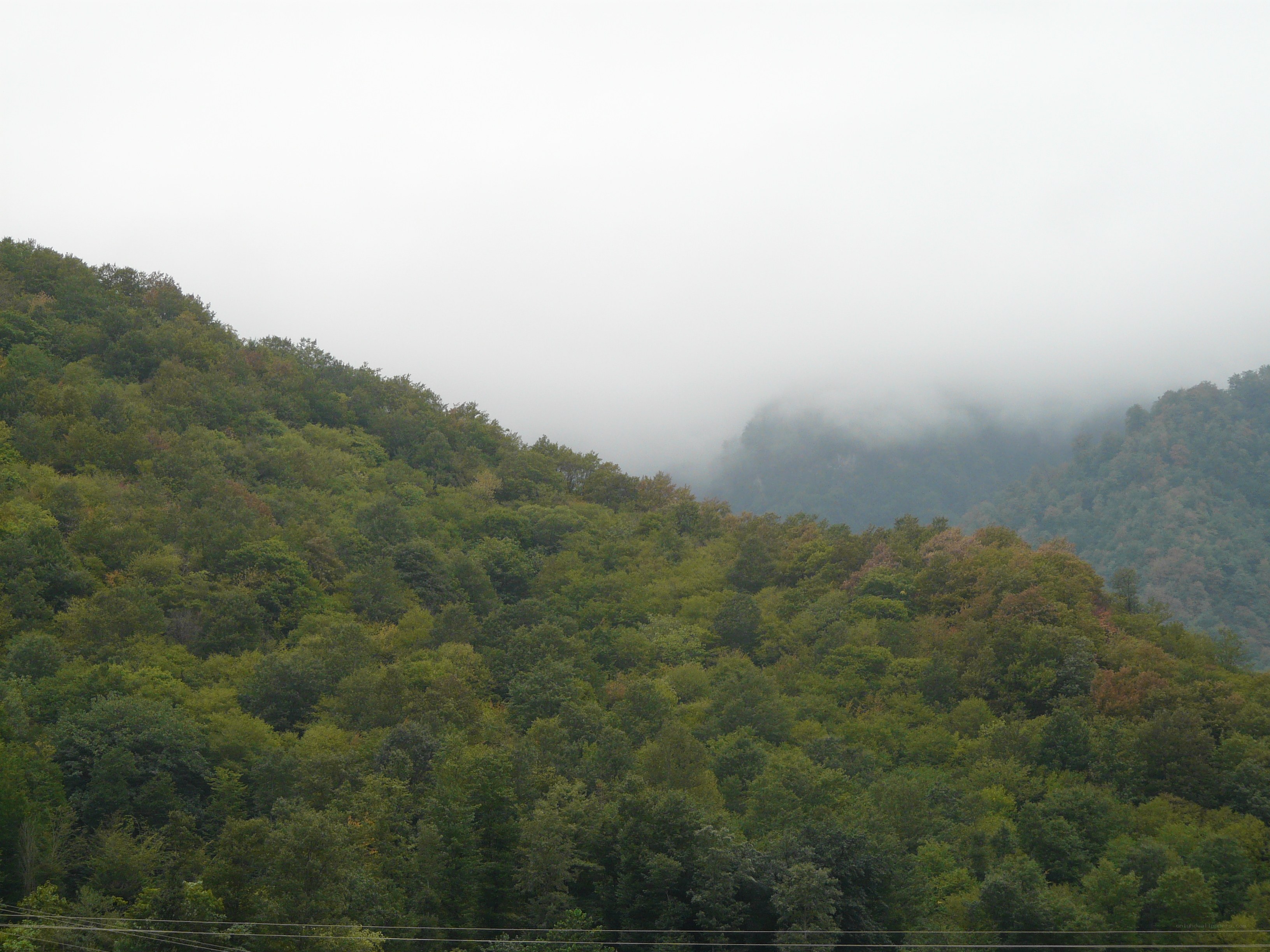 foggy forested mountains