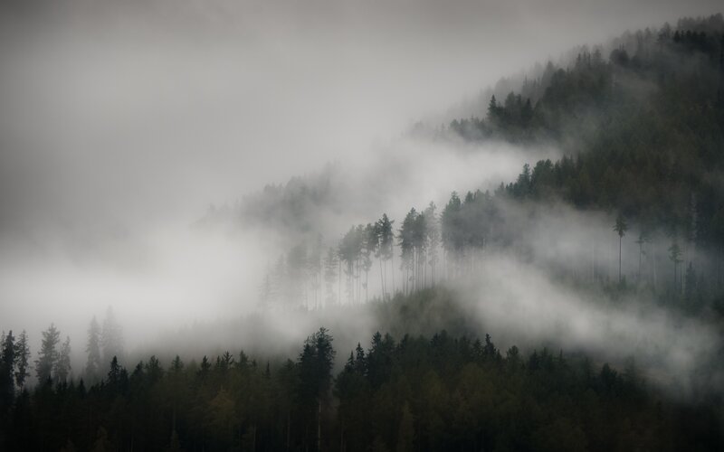 Foggy Forested Mountains — Gray, Misty