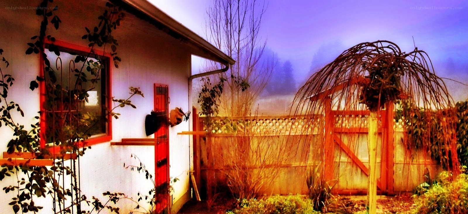foggy garden at dusk