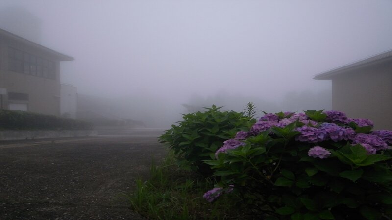 foggy garden with hydrangeas
