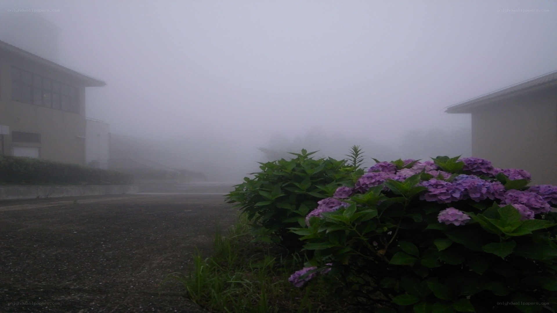 foggy garden with hydrangeas