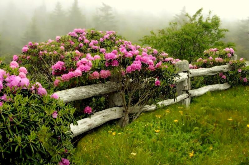 Foggy garden with pink flowers