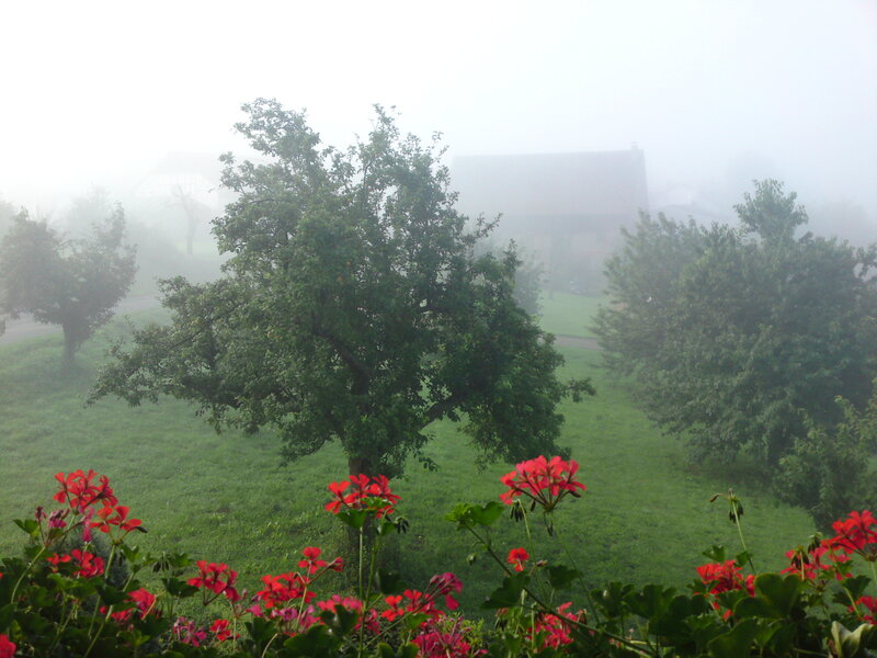 Foggy garden with red flowers