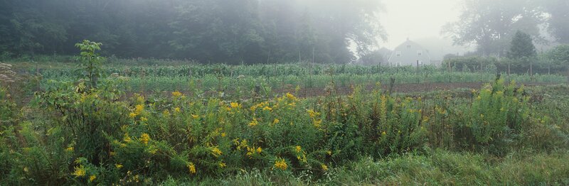 Foggy garden with yellow flowers
