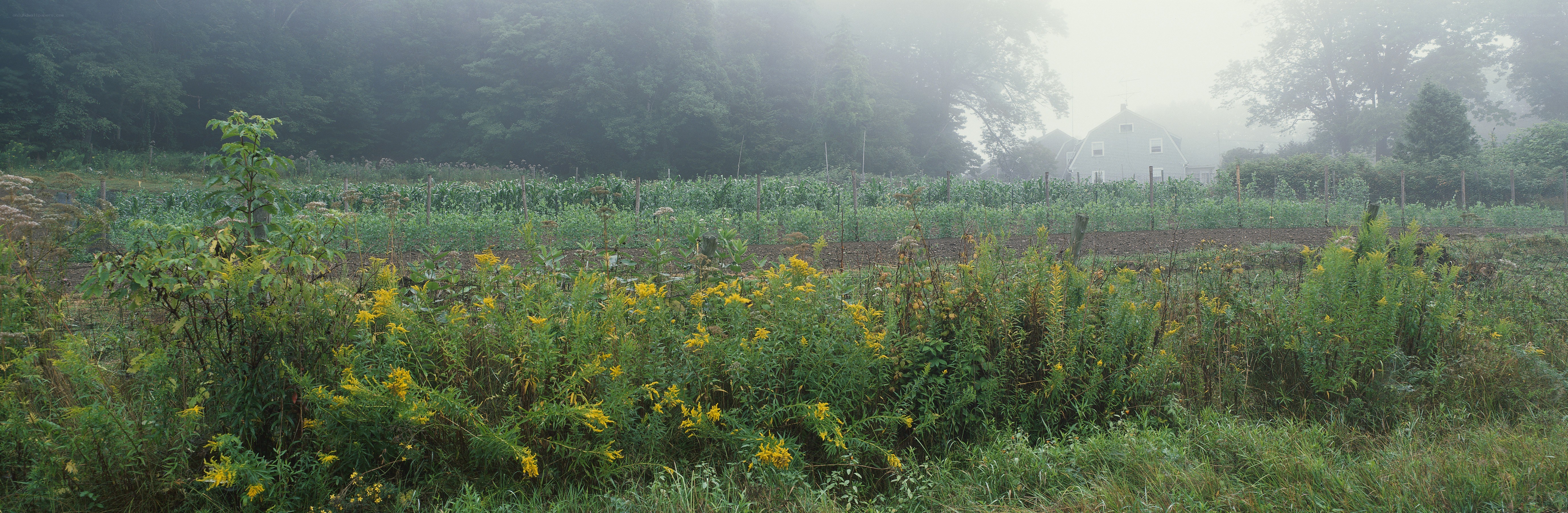 Foggy garden with yellow flowers