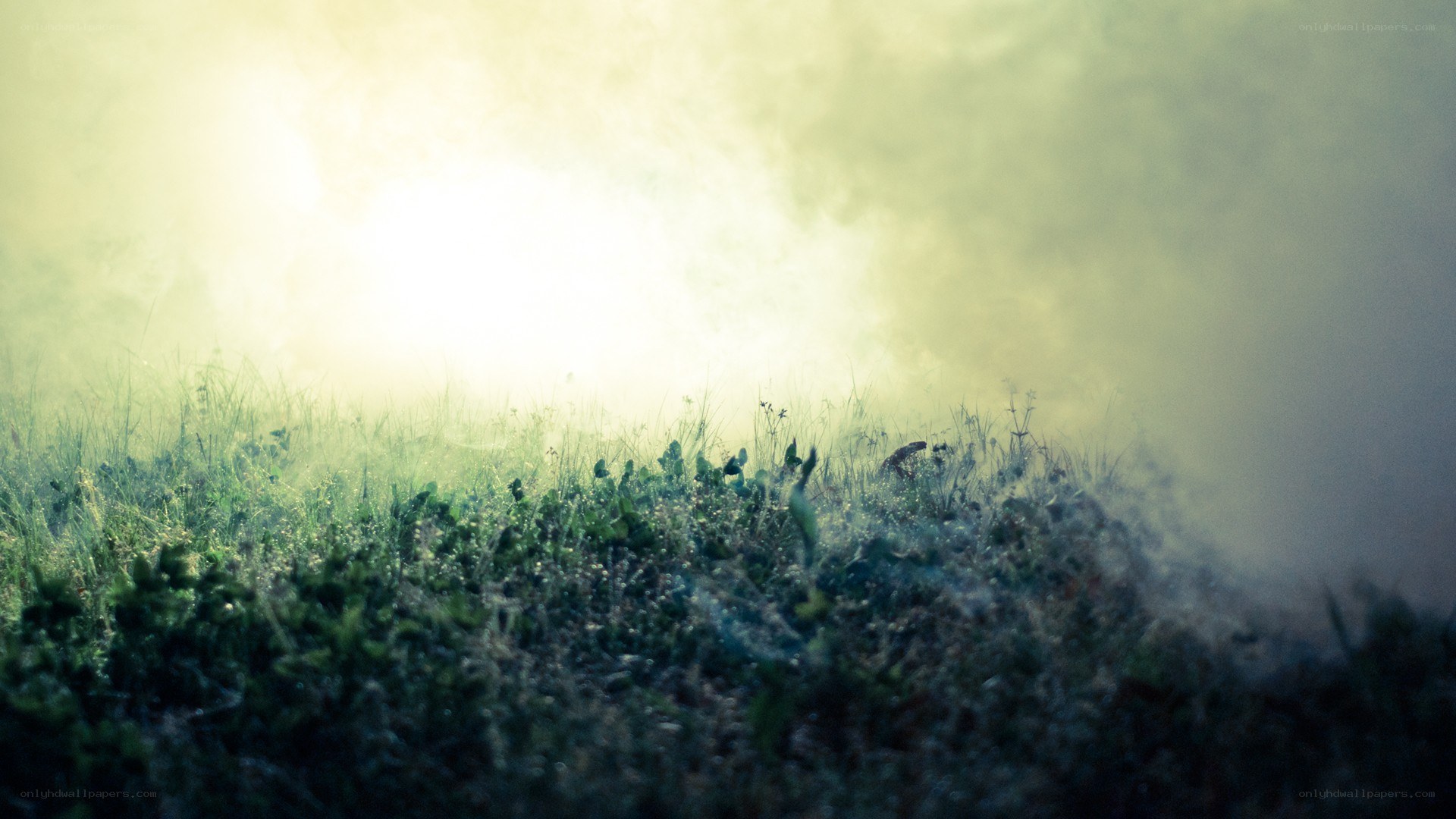 foggy grass at dawn
