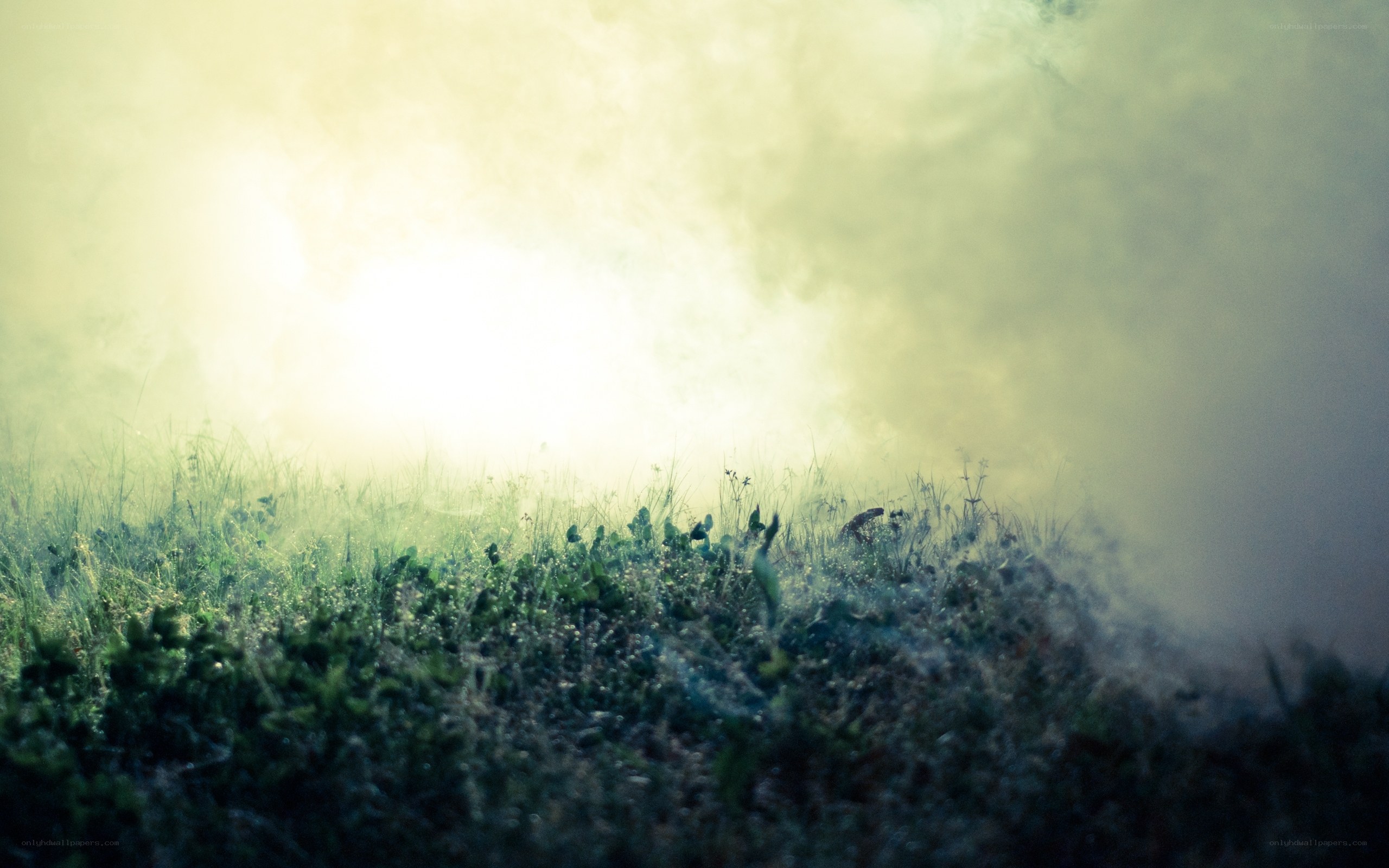 Foggy grass field at dawn
