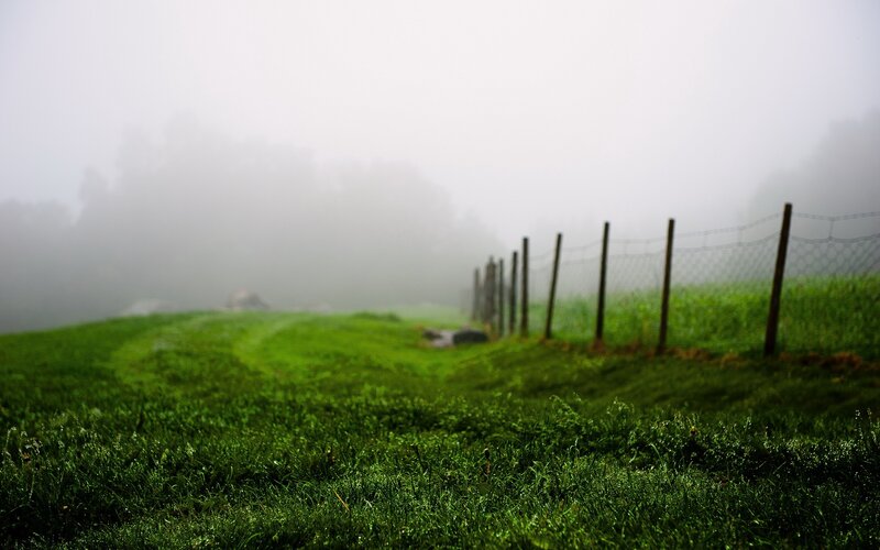 Foggy Grassy Field — Green, Misty