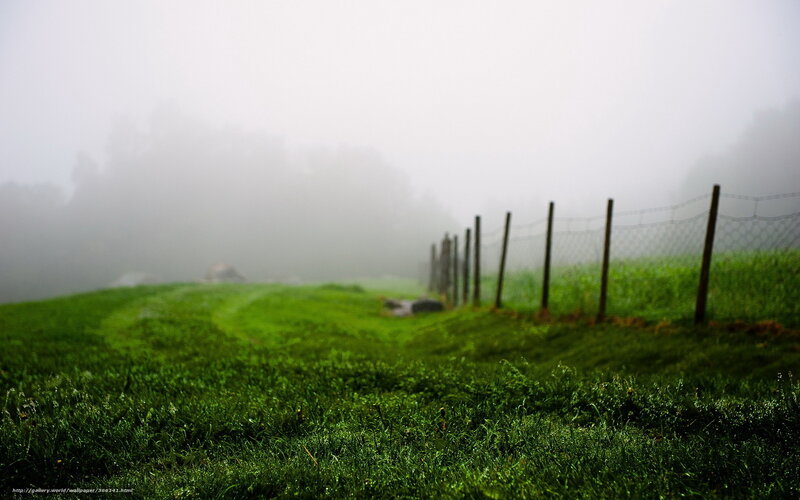 Foggy Grassy Field — Green