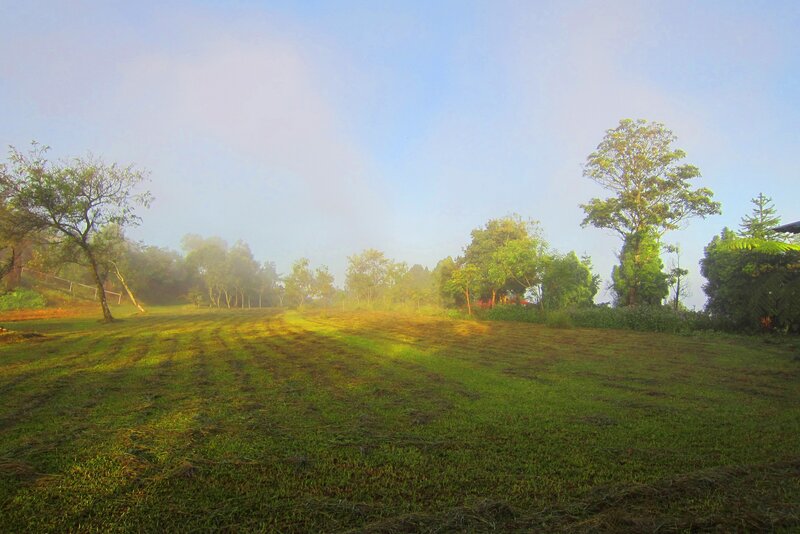 Foggy Grassy Field