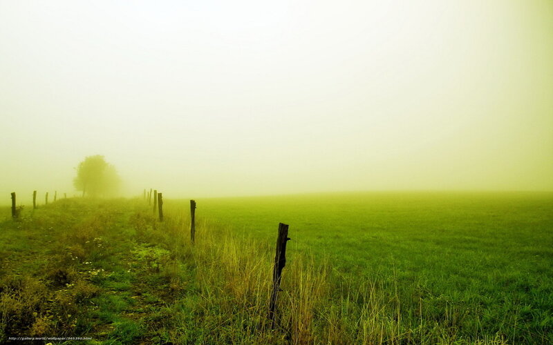 Foggy Green Field — Misty
