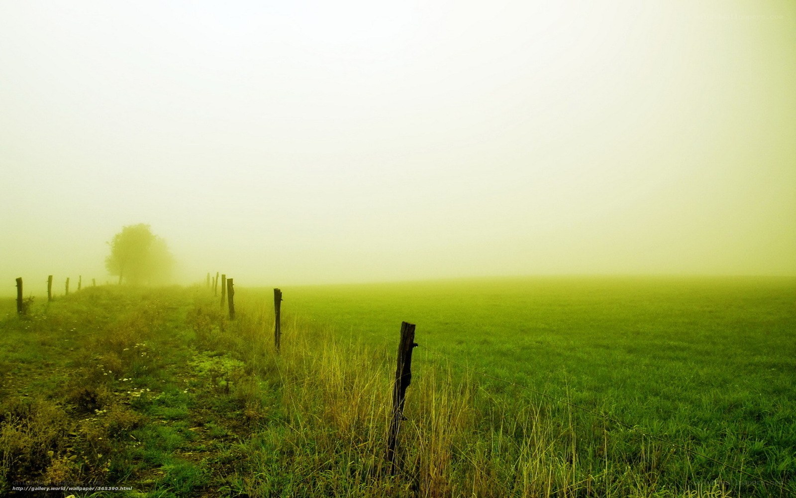 Foggy green field with fence