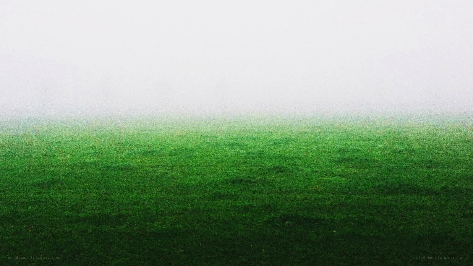 foggy green field