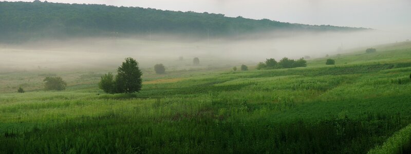 Foggy green fields at dawn