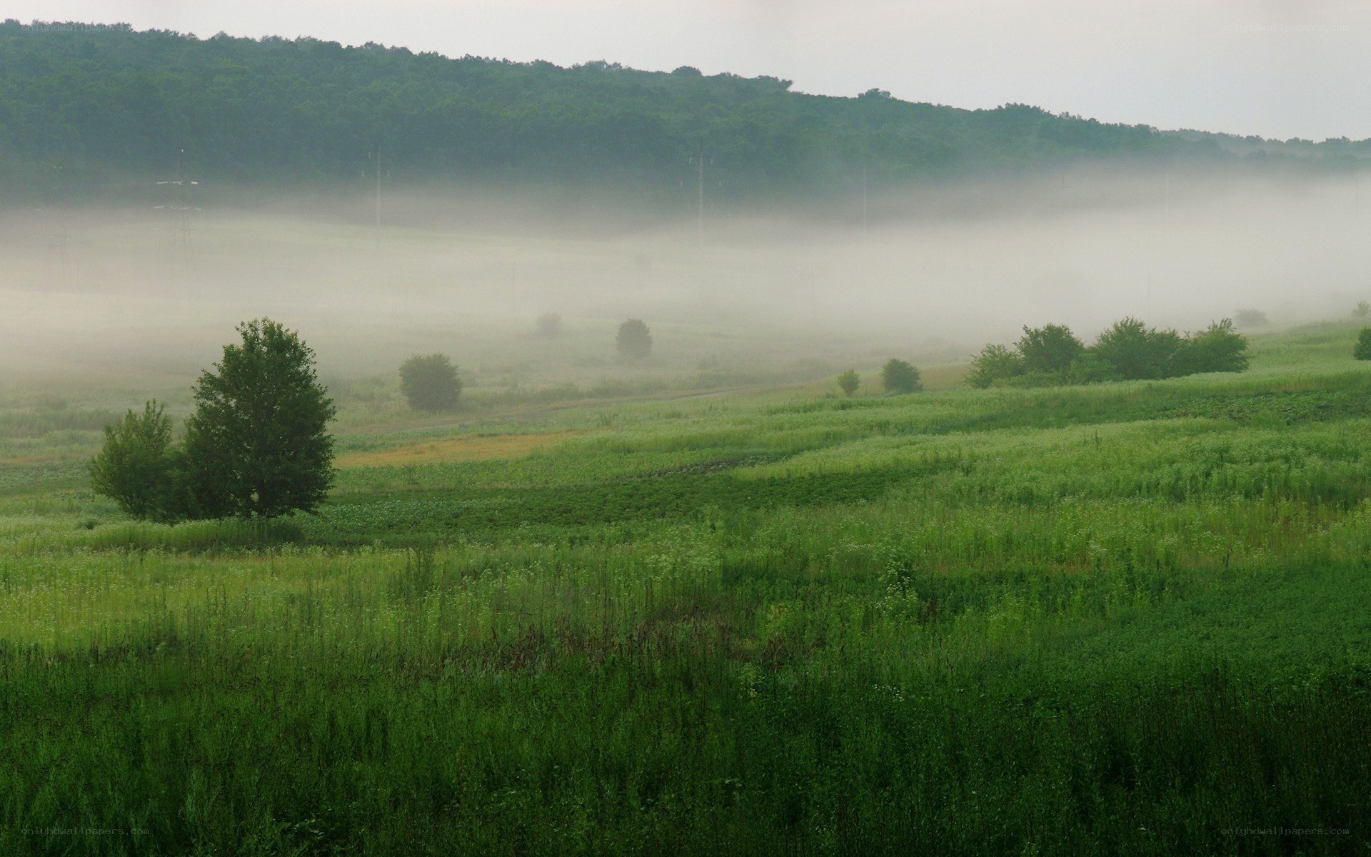 Foggy green fields at dawn