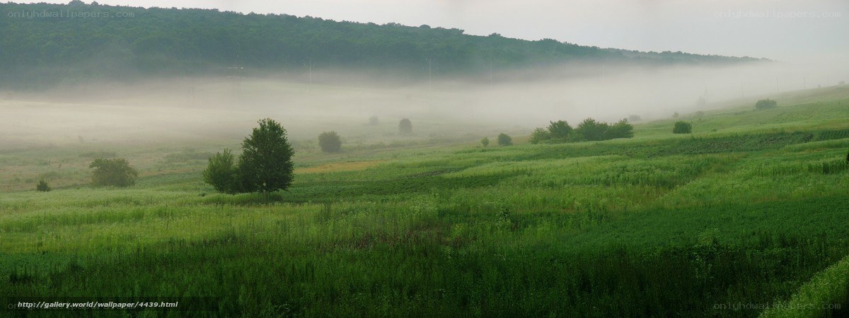 Foggy Green Fields at Dawn