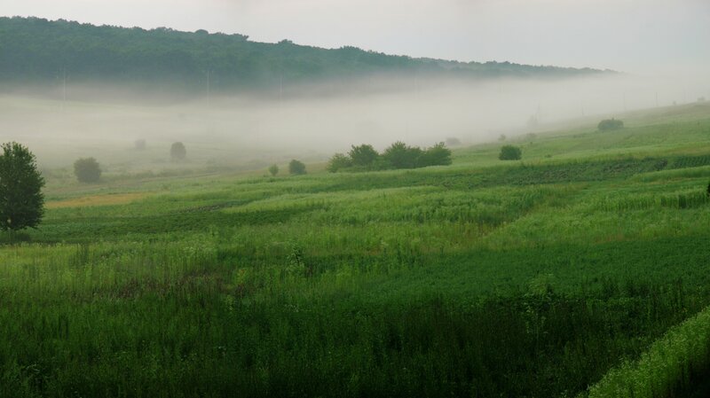 Foggy Green Fields — Serene