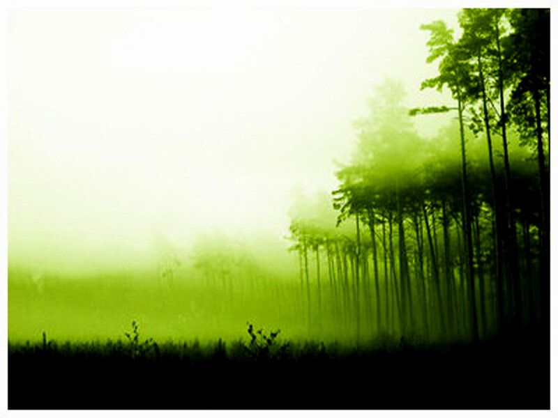 foggy green forest