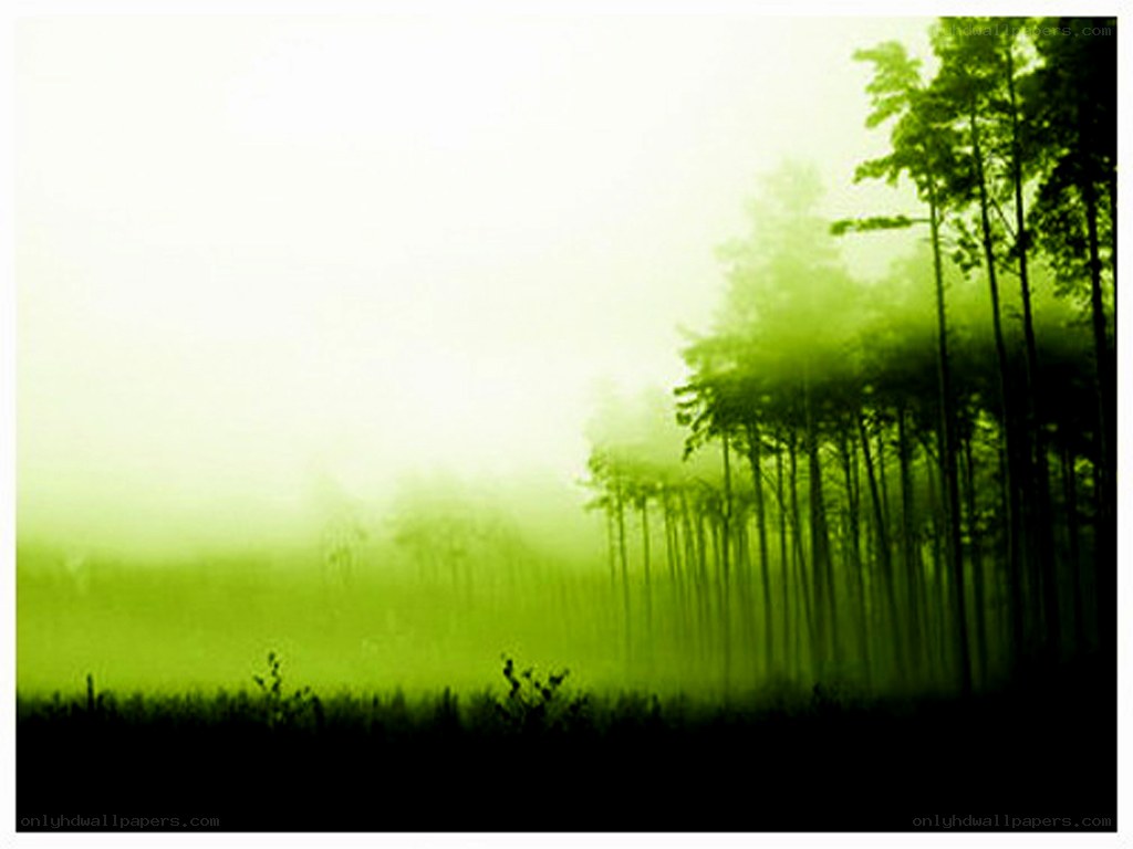 foggy green forest