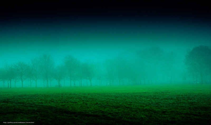Foggy Green Park Scene
