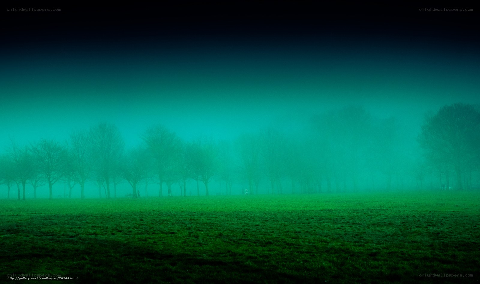 Foggy Green Park Scene