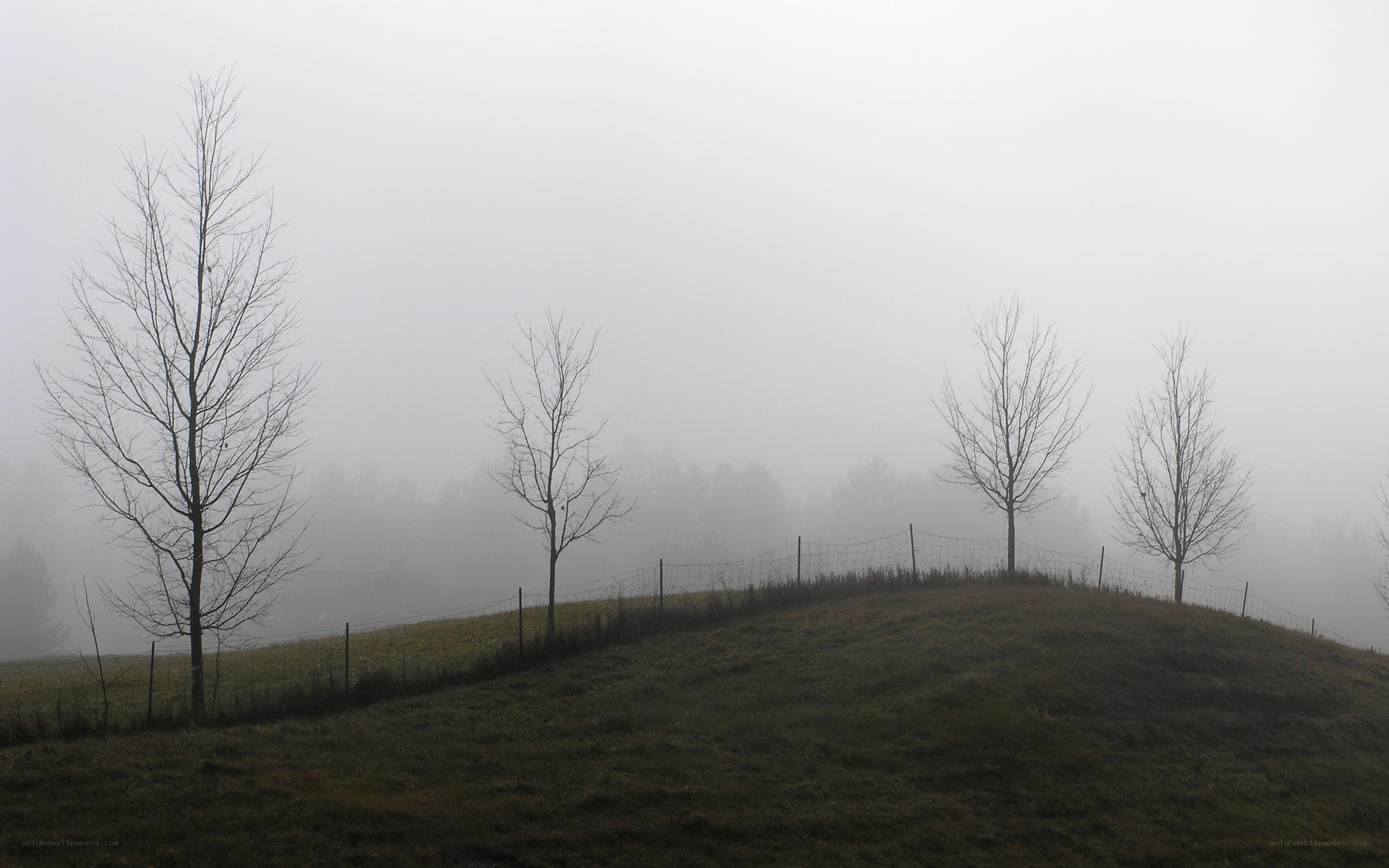 Foggy hill with bare trees