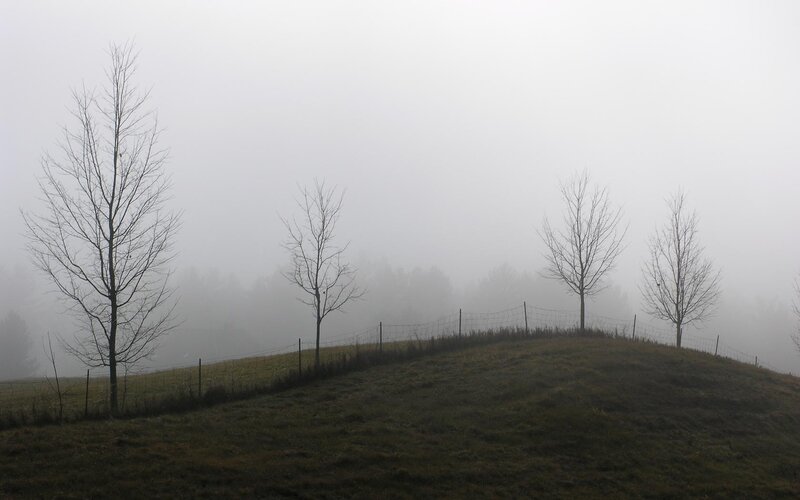 Foggy hill with bare trees