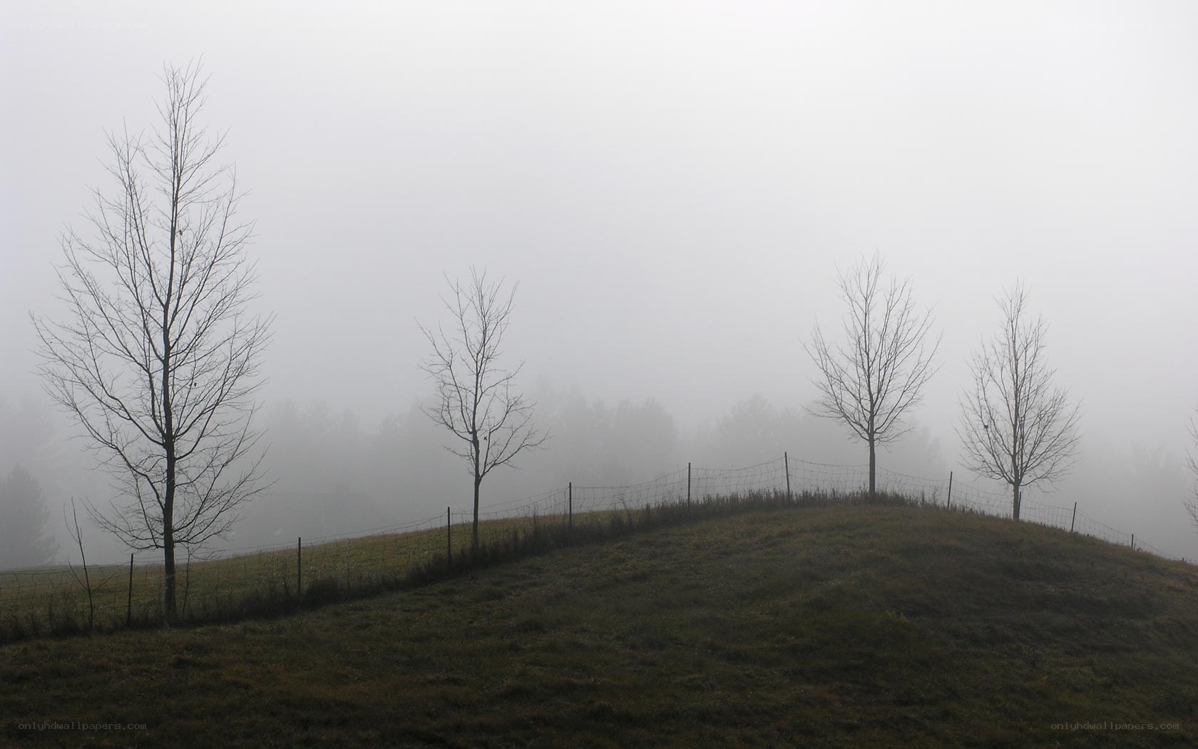 Foggy hill with bare trees