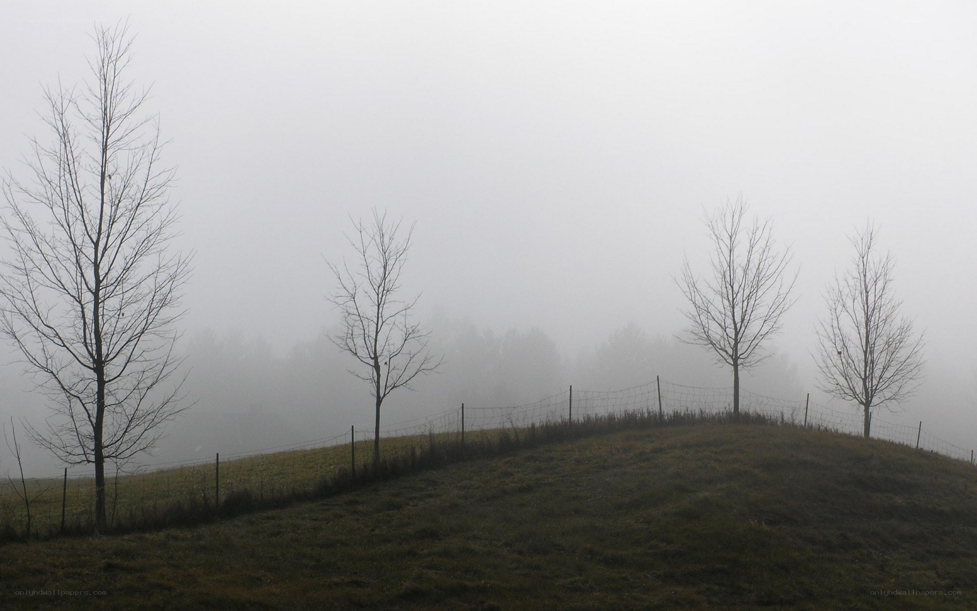 Foggy hill with bare trees