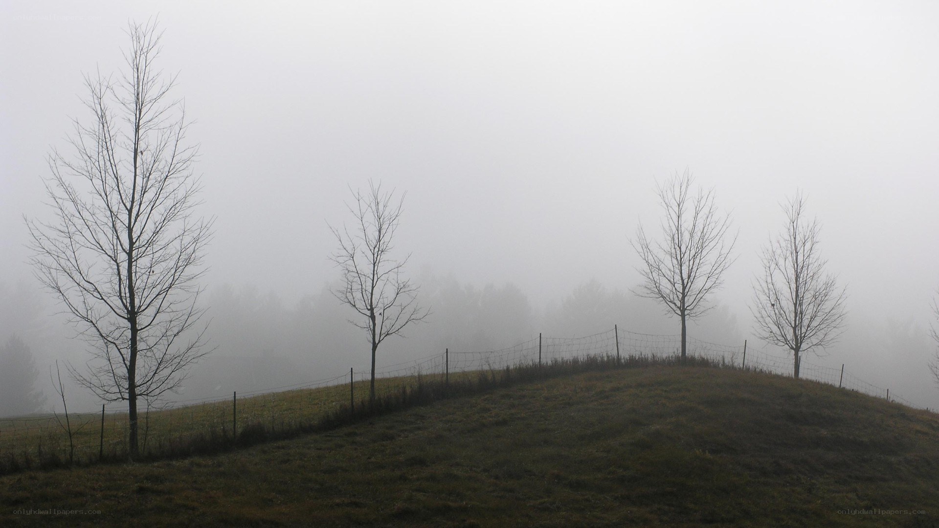 Foggy hill with bare trees