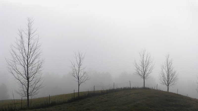 Foggy hill with bare trees