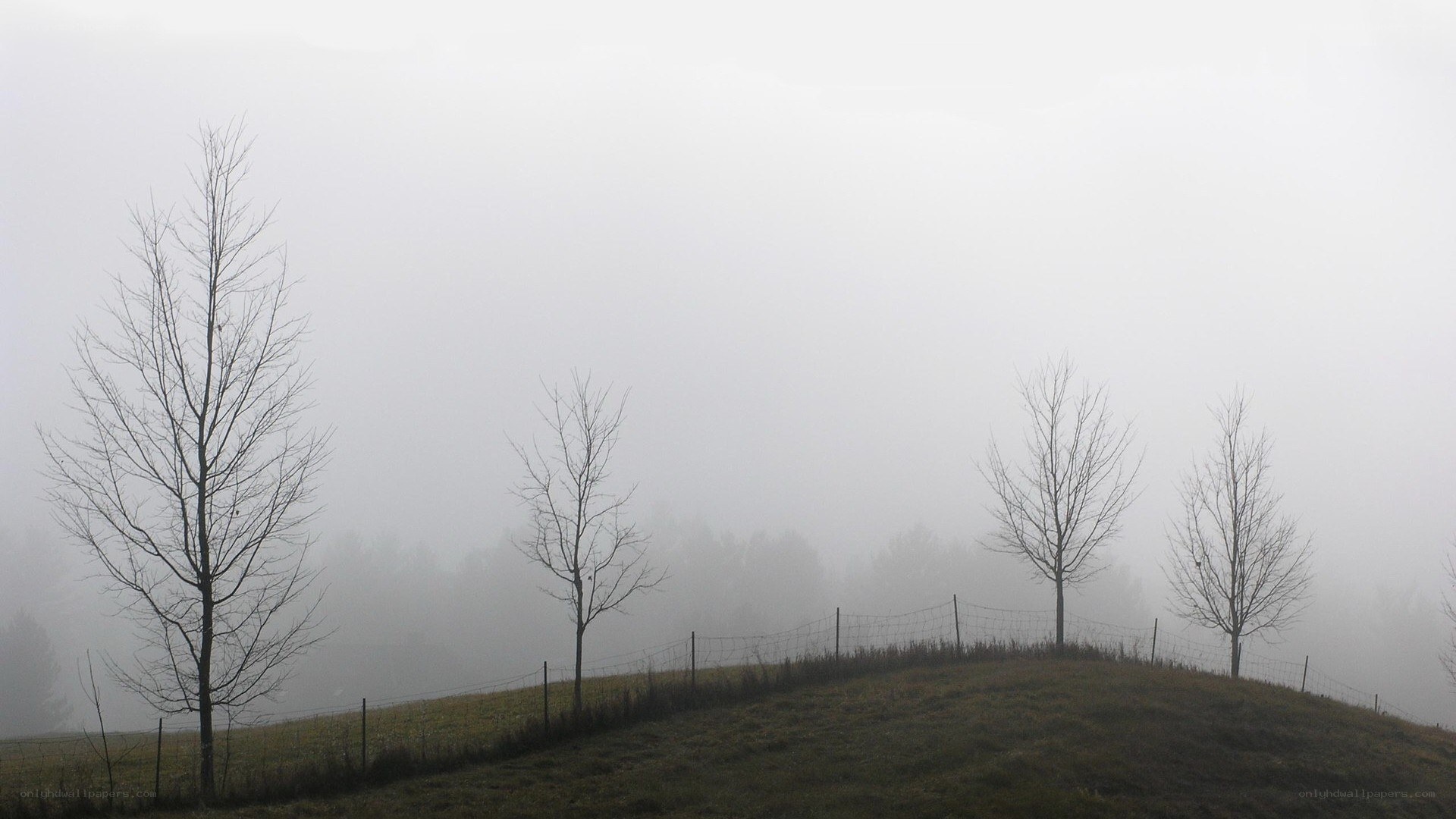 Foggy hill with bare trees