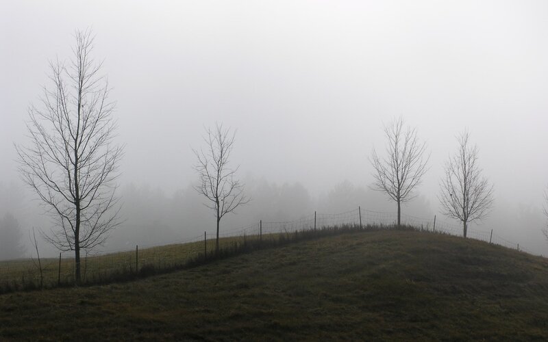 Foggy hill with bare trees