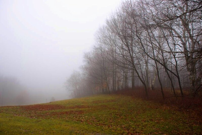 Foggy Hill with Bare Trees — Green